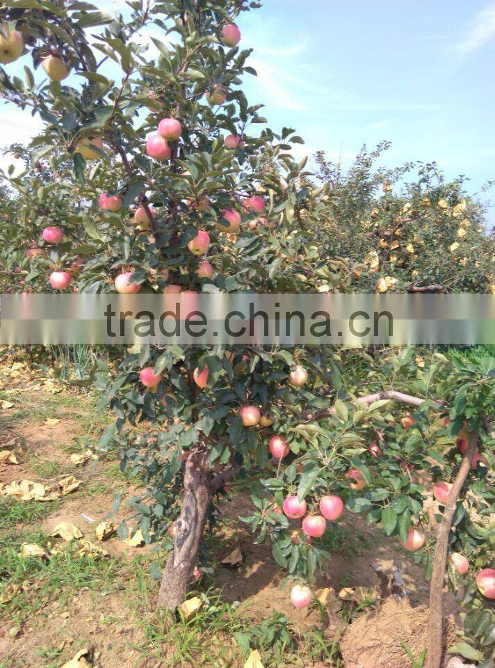 2015 Fresh Apple fruits red fuji