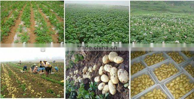 Chinese Fresh Potato in High Quality and Deep Processing
