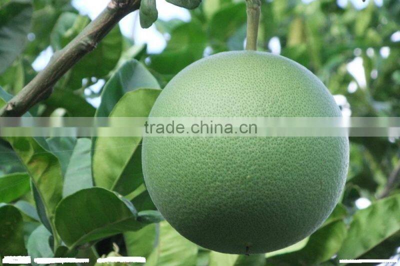 white flesh pomelo
