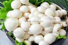 White jade mushroom