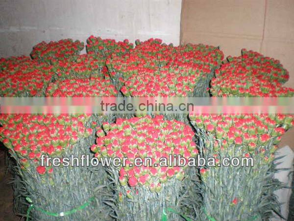 fresh cut red carnation for Mother's day