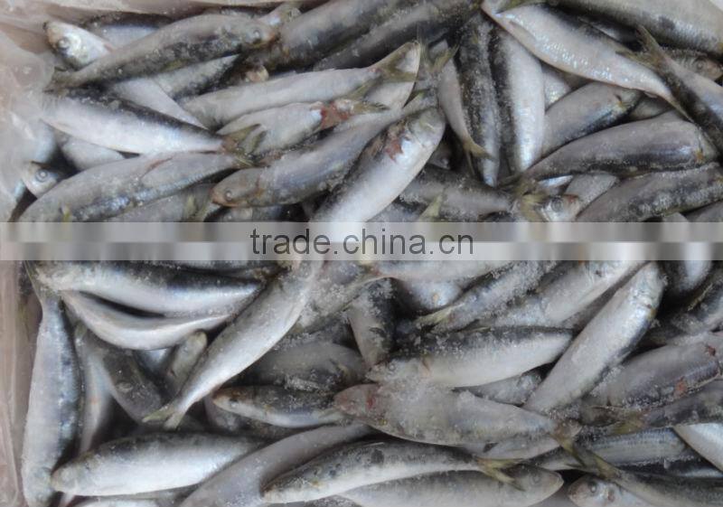 new processing sardine on macket sale