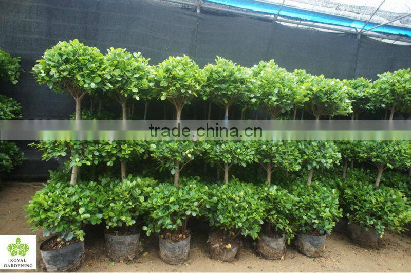 Ficus panda 3 steps topiary plant for landscaping