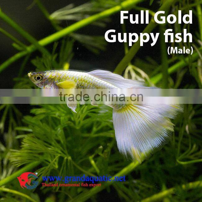 Guppy fish farm for sale/ aquarium fish