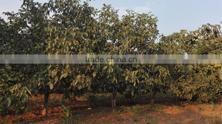 walnuts paste 100% pure first quality for bakery and gelato