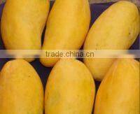 hot Selling Fresh Pakistani Chaunsa Mango ( Special offer for Iran )