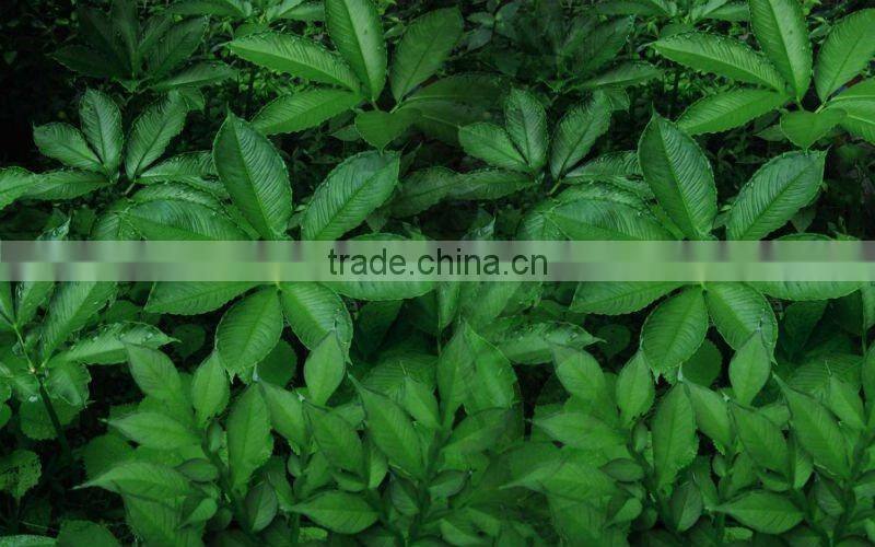 2012 hottest natural bath sponge