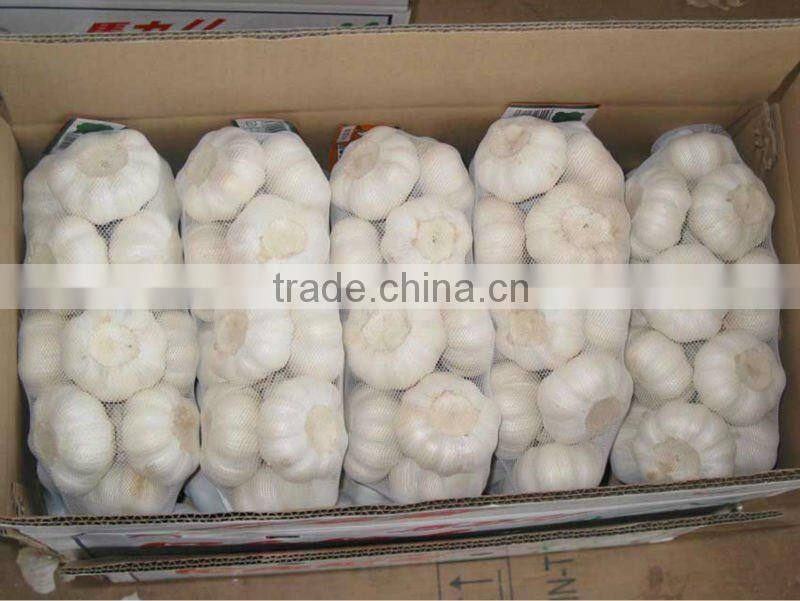 2012 crop normal white garlic in carton packing