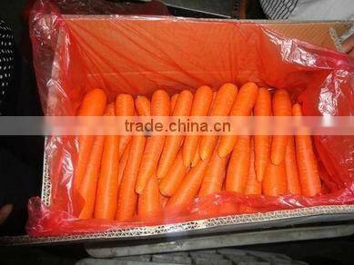 2014 fresh natural carrot hot sale(80-150g)(150-250g up)