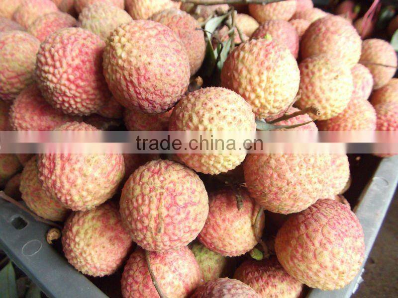 Fresh Lichi From China