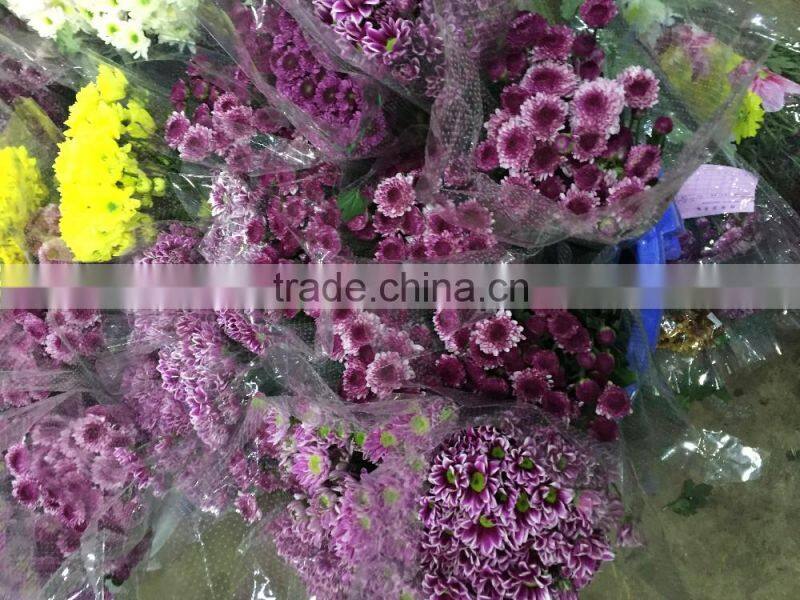 Fresh cut Chrysanthemums flower