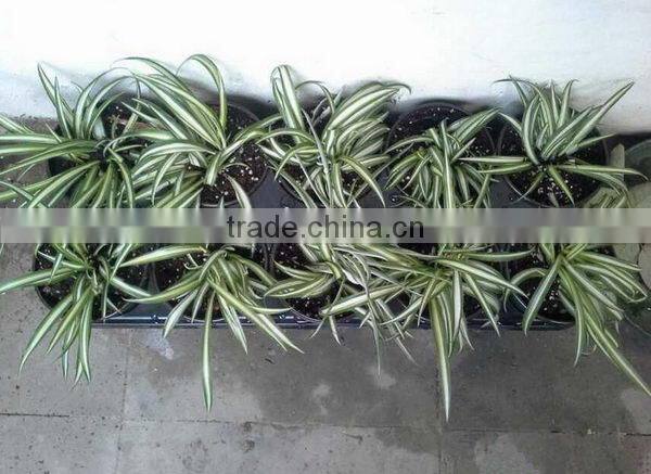 Cheaper top quality best price plant seed starter trays