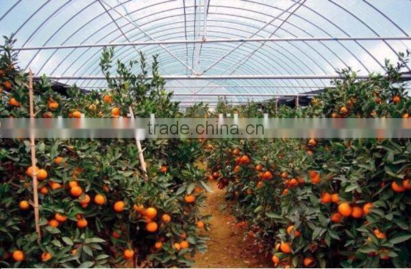Single span PE film Greenhouse film for Orange growing