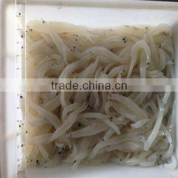 silver fish and well export of frozen fish