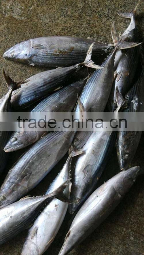 Euthynnus Lineatus skipjack tuna whole round 1.8kg+