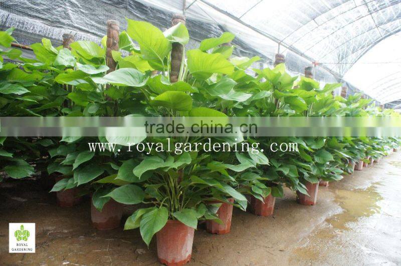 Epipremnum aureum (Pothos,Silver Vine, Money Plant)