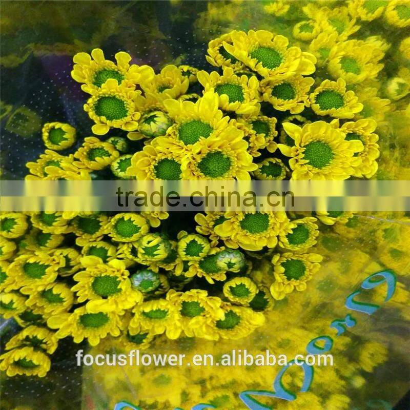 2017 New Arrival Cut Fresh Chysanthemums Flowers Wholesale