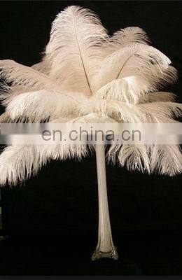 top quality white color ostrich feather