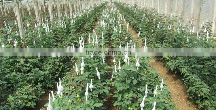 Various top sell chrysanthemum flower from china