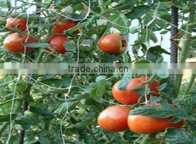 PP strong plastic Slope protection net/Construction safety net