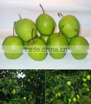 2012 China Fresh Su Pear