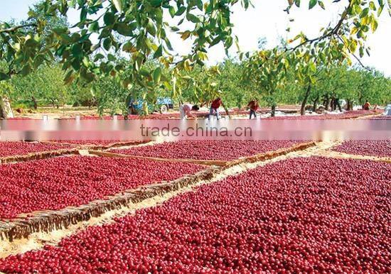 industrial dates size grader machine fruit processing equipment