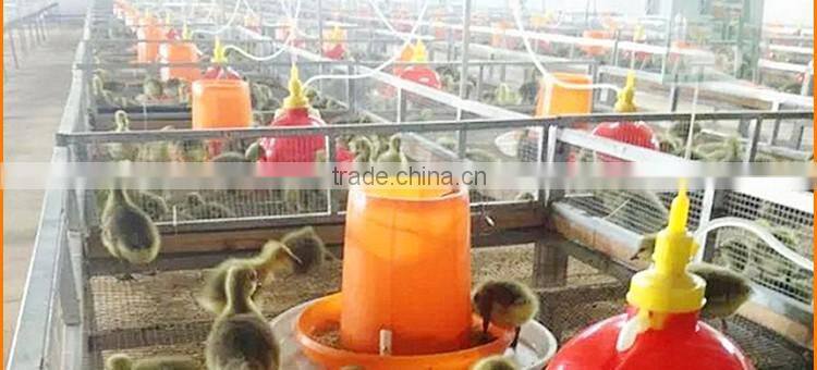 high quality stainless steel racing pigeon feeder , automatic pigeon feeder