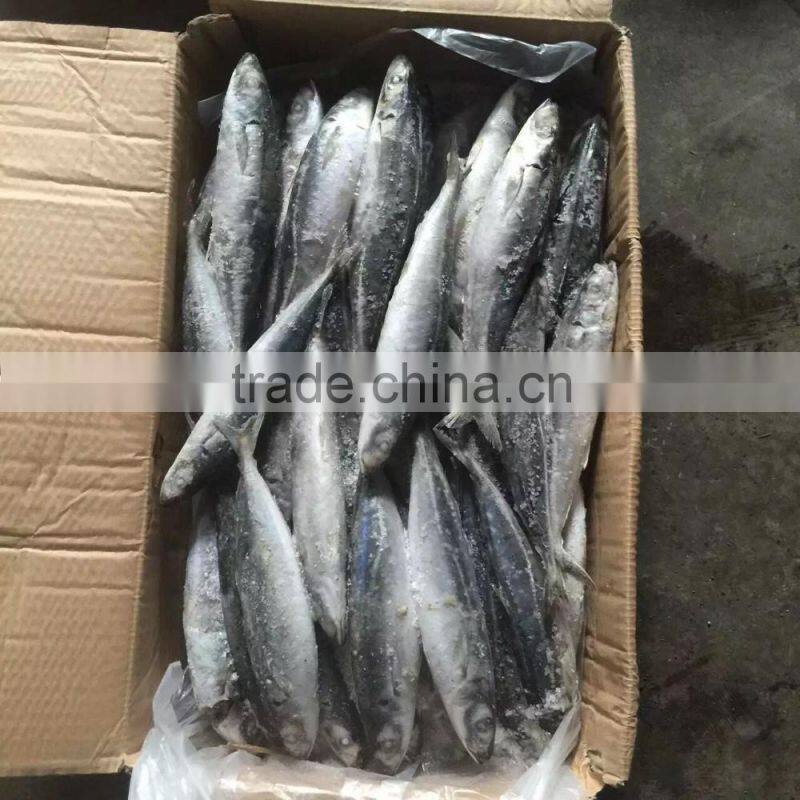 Seafood supplied Whole Japanese scad Decapterus maruadsi