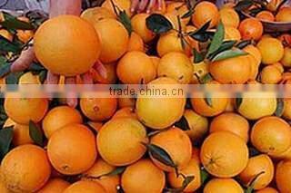 New crop fresh navel orange from Best Food