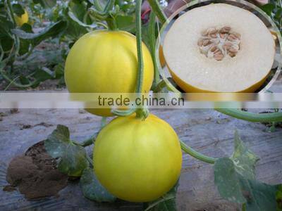 Hybrid Yellow Peel White Flesh Sweet Melon Seeds For Growing-Honoured Guest No.1