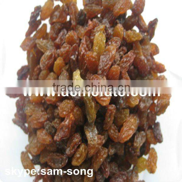 Big Size Sweet Green Raisin Hot Sale