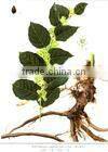 China Qingdao Supplies Best Quliaty And 100% natural giant knotweed extract powder