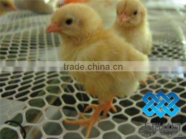 plastic plain net /plastic flat net