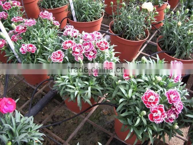 8202A greenhouse irrigation system single sword PP dripper for agricultural