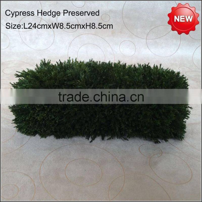 Boxwood hedge preserved