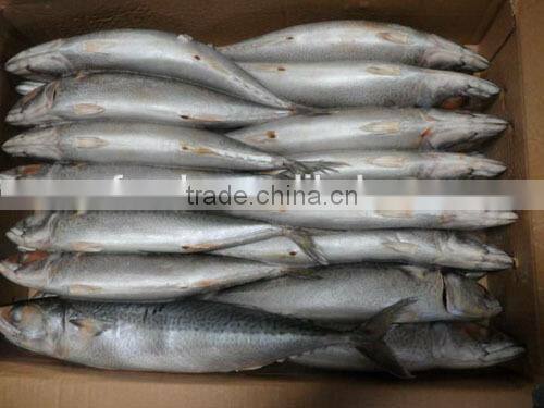 frozen mackerel