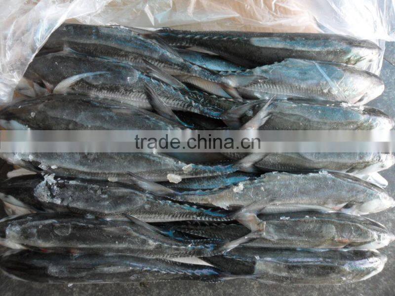 frozen hard tail scad 60/80 per carton from China
