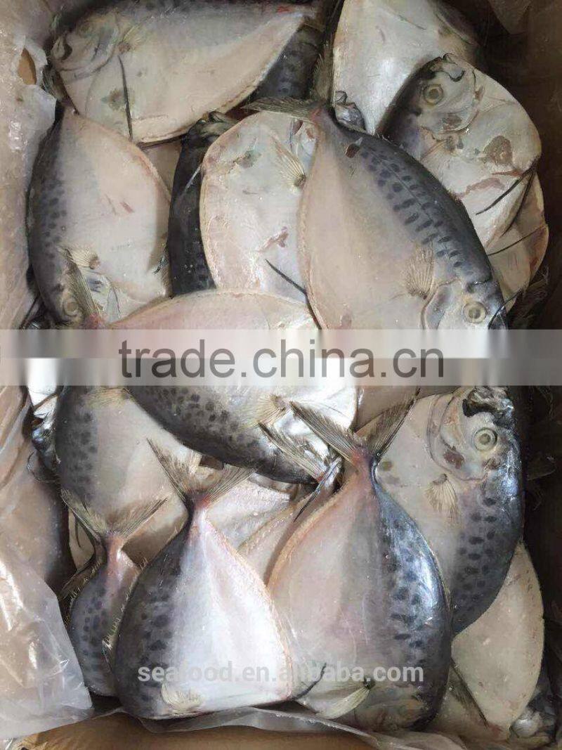 frozen moonfish100-150 /pc whole round Mene Maculata seafood