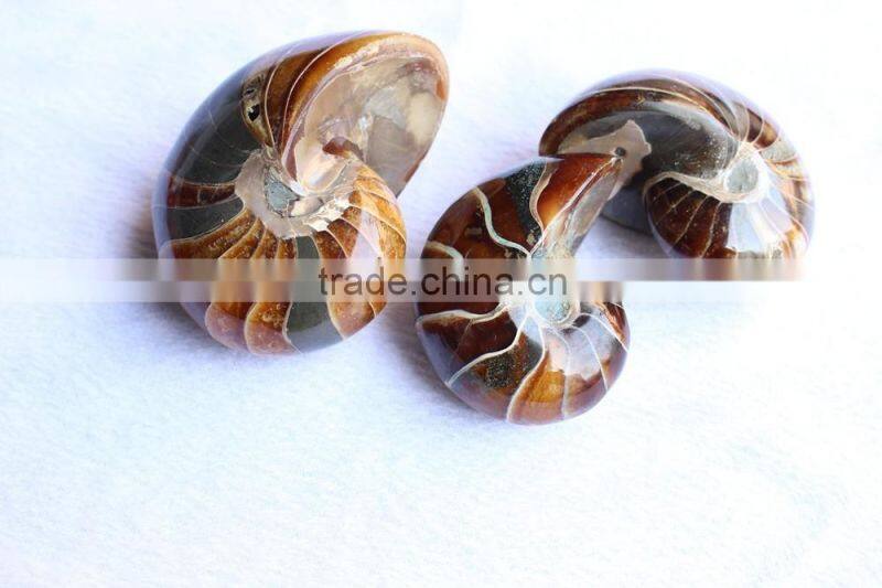 huge Natural conch Ammonite fossil for decoration