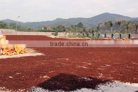 Viet Nam Star Aniseed