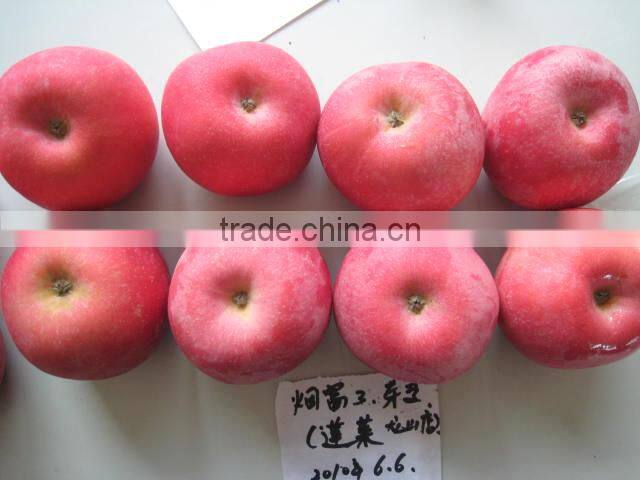 china fresh fuji apples