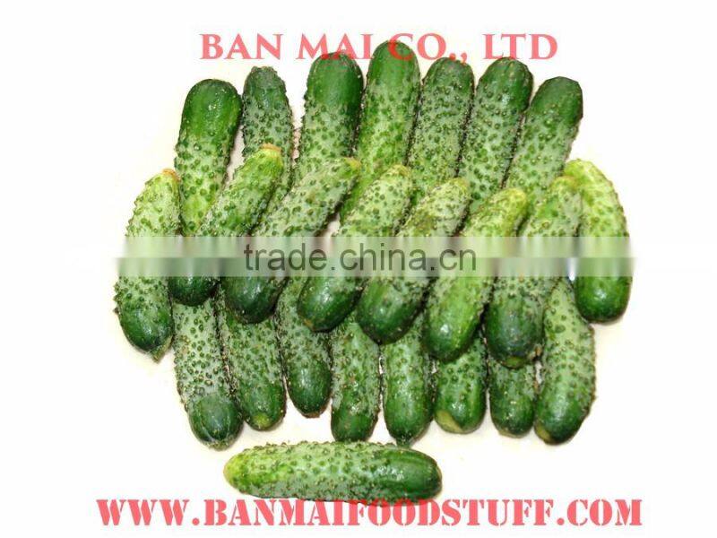 Best selling Vietnamease pickled cucumber, pickled gherkin in glass jar