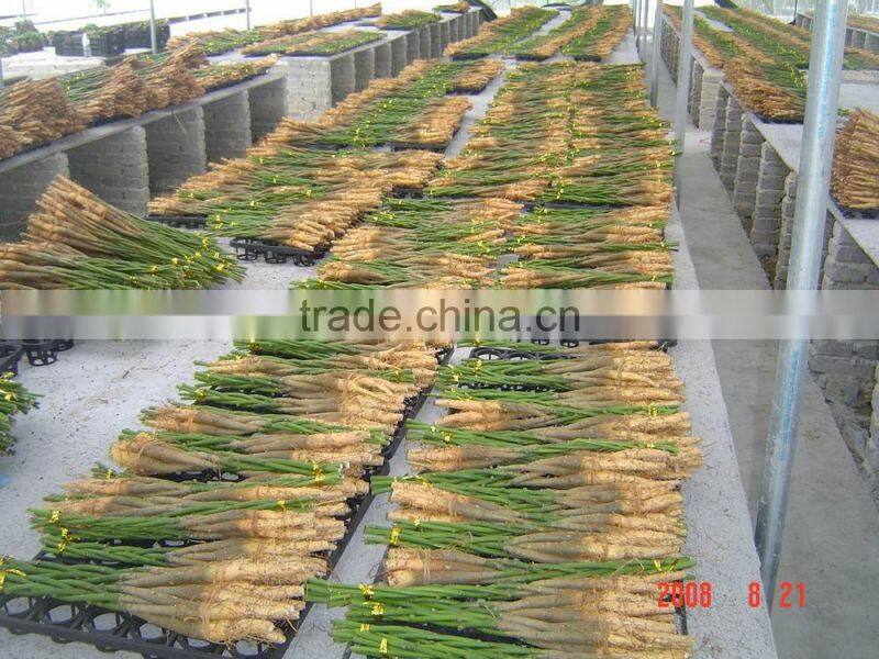 Indoor Potted 5- braids Pachira Aquitica money tree bonsai