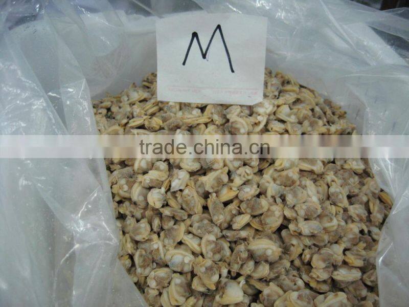 Short necked clam meat