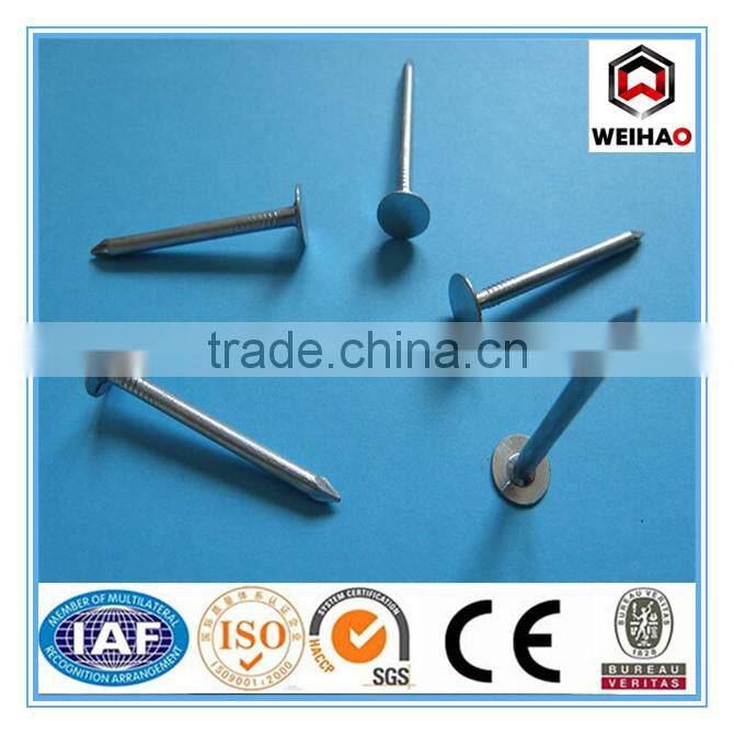 manufacturer Zinc coated/galvanized nails, brass roofing nails !!!