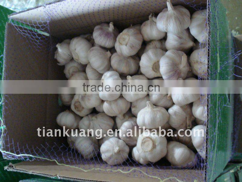 china garlic