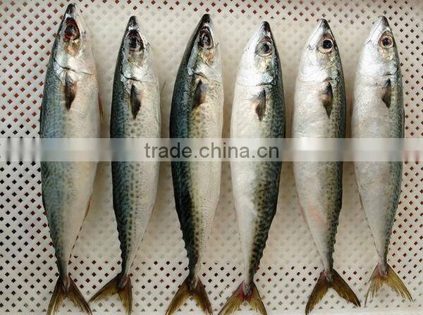 frozen mackerel species