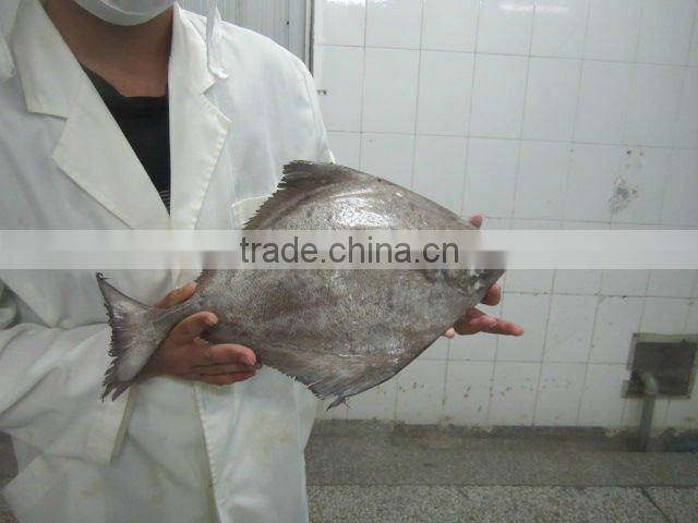 Frozen Black Pomfret