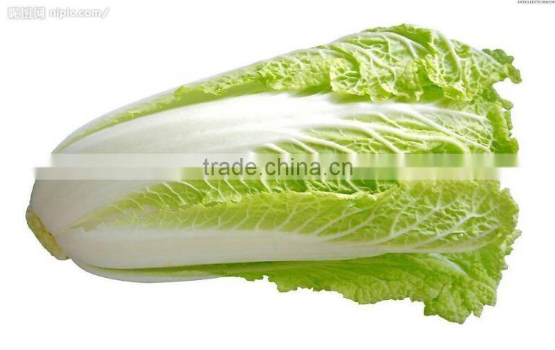 CHINESE FRESH GREEN CABBAGE FLAT TYPE LONG SHAPE