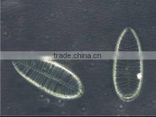 BDS 300 Series Inverted Microscope Outfits